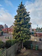 Gratis boom kappen voor brandhout!, Tuin en Terras, Overige soorten, Zomer, 400 cm of meer, Ophalen