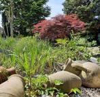 Japanse esdoorn acer palmatum, Ophalen of Verzenden, Esdoorn, 100 tot 250 cm
