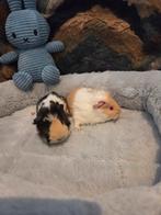 Te koop jonge cavia's zeugje en beertje, Dieren en Toebehoren, Februari, Meerdere dieren, Cavia