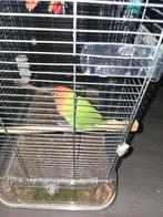 Gratis agapornis, Dieren en Toebehoren, Vogels | Hokken en Kooien, Ophalen of Verzenden, Metaal, Vogelkooi