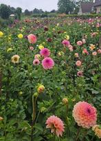 Groot assortiment Dahlia knollen, Overige soorten, Volle zon, Vaste plant, Ophalen of Verzenden