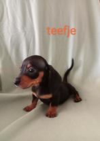 Teckels puppy's, Dieren en Toebehoren, Standaard, CDV (hondenziekte), 8 tot 15 weken, Korthaar