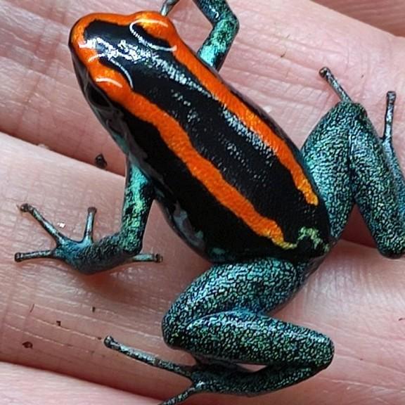 Phyllobates vittatus. Knalrode lijnen en blauwe benen