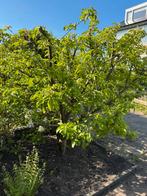 Prachtige appelboom, heerlijk voor appeltaart en appelmoes, Ophalen, Overige soorten, 100 tot 250 cm