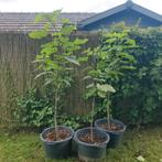Catalpa bomen diverse maten en vertakkingen, Tuin en Terras, Overige soorten, 100 tot 250 cm, Zomer, Ophalen