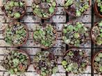 plant, Tuin en Terras, Planten | Tuinplanten, Vaste plant, Halfschaduw, Zomer, Ophalen