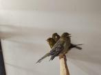 Tropische vogels: Veel keuze + goed advies