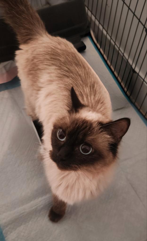 Ragdoll kittens, Dieren en Toebehoren, Katten en Kittens | Raskatten | Langhaar, Meerdere dieren, Met stamboom, Ontwormd