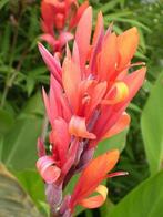 Canna zaden 10 soorten, Tuin en Terras, Bloembollen en Zaden, Ophalen of Verzenden, Voorjaar, Volle zon, Zaad