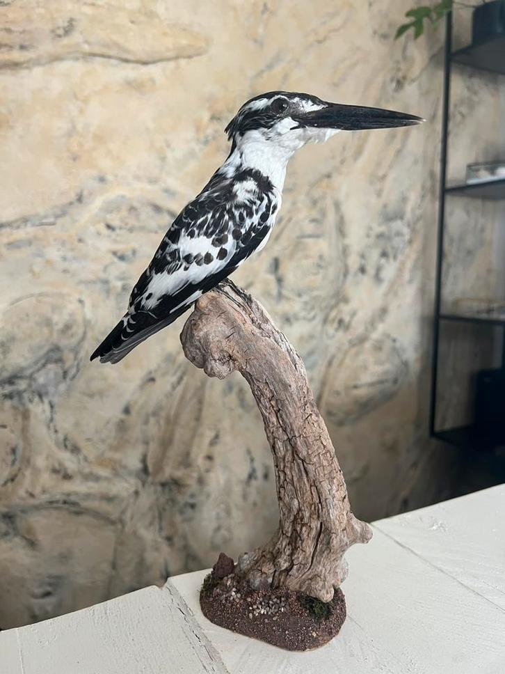 Prachtige Nieuw Opgezette Bonte Ijsvogel Taxidermie, Verzamelen, Dierenverzamelingen, Nieuw, Opgezet dier, Vogel, Ophalen of Verzenden