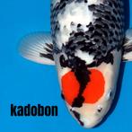 koi kadobon, Karper of Koi