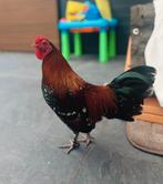 Jonge prachtige haan, Dieren en Toebehoren, Mannelijk, Kip