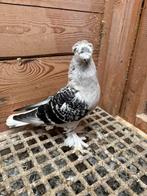 Takla, Dieren en Toebehoren, Vogels | Duiven, Meerdere dieren, Tuimelaar of Roller