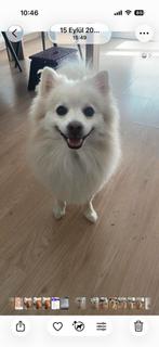 Pomeranier, Particulier, CDV (hondenziekte), Buitenland, Eén hond