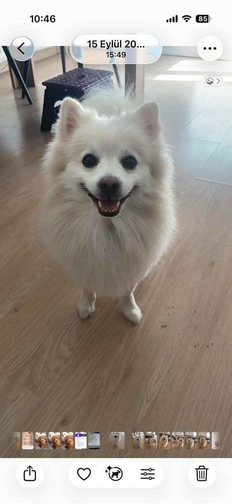 Pomeranier, Dieren en Toebehoren, Honden | Herdershonden en Veedrijvers, Reu, Overige rassen, Particulier, Eén hond, Buitenland