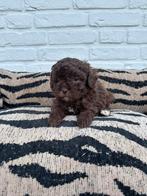 Maltipoo pups choco en abrikoos, Parvo, Nederland, Overige rassen, 8 tot 15 weken