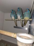 Splendid parkieten, Meerdere dieren, Parkiet