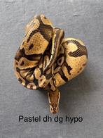 Koningspython ballpython Pastel dh Desert Ghost Hypo vrouw, Slang, 0 tot 2 jaar