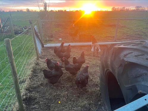 Broedeieren zuivere jersey giant, Dieren en Toebehoren, Pluimvee, Kip, Geslacht onbekend