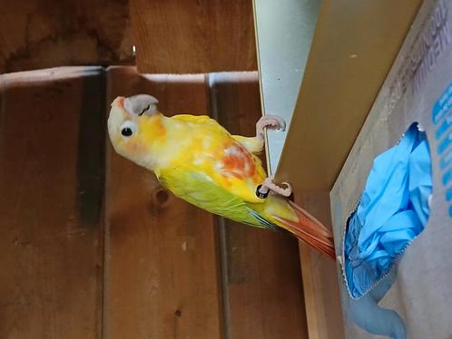 2 x suncheeck  pyrrhura’s, Dieren en Toebehoren, Vogels | Parkieten en Papegaaien, Parkiet, Meerdere dieren, Geringd