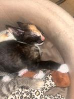 Kittens, Dieren en Toebehoren, Katten en Kittens | Overige Katten, Meerdere dieren