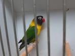 Personata pop 2021, Dieren en Toebehoren, Vogels | Parkieten en Papegaaien, Vrouwelijk, Dwergpapegaai of Agapornis, Geringd