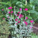 Stekken Ezelsoren/ Prikneus, Ophalen, Eenjarig, Overige soorten, Volle zon