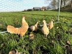 Sebright kippen gesekst, geringd en ingeënt Geelwitgezoomd, Dieren en Toebehoren, Pluimvee, Vrouwelijk, Kip