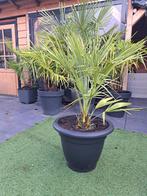 Chamaerops Humilis - Dwergpalm in kweekpot 18cm, Ophalen, Overige soorten, Volle zon