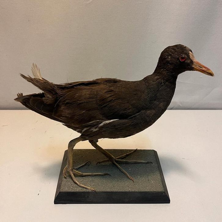 Vintage taxidermie waterhoen jaren 70, Verzamelen, Dierenverzamelingen, Gebruikt, Opgezet dier, Vogel, Ophalen of Verzenden