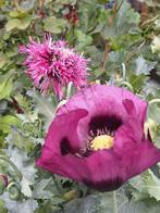 Papaver zaden - Prachtige bloemen voor uw tuin!, Ophalen, Overige soorten, Volle zon
