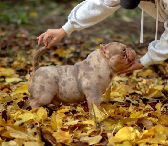 Micro Exotic Merle Tri American Bully Dekreu 🌈, Dieren en Toebehoren, Honden | Dekreuen, Reu, Particulier, Eén hond, Nederland