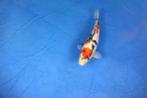 Koi karper Isa showa tossai 37cm, Dieren en Toebehoren, Vissen | Vijvervissen, Karper of Koi