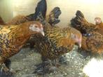 pluivee, Dieren en Toebehoren, Pluimvee, Meerdere dieren, Kip
