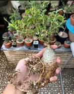 Fockea Edulis 'Caudex', Huis en Inrichting, Kamerplanten, Ophalen of Verzenden, Overige soorten, Volle zon, Minder dan 100 cm