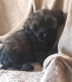 2x geënte York shih tzu Boomer pups  x Yorkshire terrier, Overige rassen, 8 tot 15 weken, CDV (hondenziekte), Meerdere