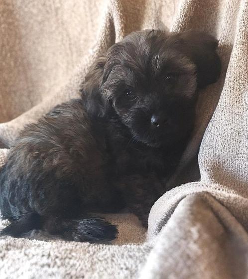 2x geënte York shih tzu Boomer pups  x Yorkshire terrier, Dieren en Toebehoren, Honden | Chihuahua's en Gezelschapshonden, Meerdere dieren