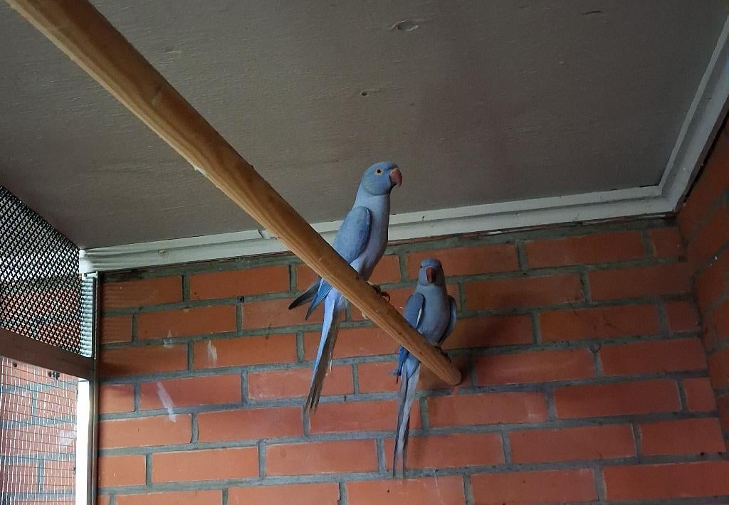 Halsbandparkiet koppel, Meerdere dieren, Parkiet, Geringd