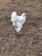 Brahma haan, Dieren en Toebehoren, Pluimvee, Mannelijk, Kip