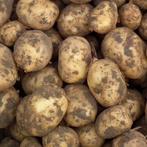 Gezocht nieuwe oogst aardappelen  grote partijen, Ophalen