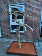 papagaaien boom, Dieren en Toebehoren, Vogels | Parkieten en Papegaaien, Meerdere dieren, Papegaai