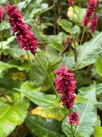 Persicaria amplexicaulis – Duizendknoop, Bio (nog 2), Overige soorten, Volle zon, Vaste plant, Ophalen of Verzenden