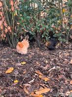 Cochin kriel krulveer en gladveer, Dieren en Toebehoren, Pluimvee, Vrouwelijk, Kip