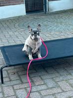 Honden winterjas (fleece), Ophalen of Verzenden, Zo goed als nieuw, Hondenjas