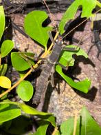 Wandelende takken PSG 270 Peruphasma schultei, Dieren en Toebehoren, Wandelende tak