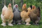 Brahma Groothoender Hen Kuikens Geënt, Dieren en Toebehoren, Pluimvee, Meerdere dieren, Kip