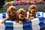 Prachtige cockapoo pups te koop, Dieren en Toebehoren, Honden | Retrievers, Spaniëls en Waterhonden, Nederland, CDV (hondenziekte)