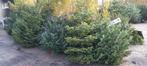 Kerstbomen  vanaf 4.95, Ophalen, Nieuw
