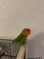 Agapornis, Dieren en Toebehoren, Vogels | Parkieten en Papegaaien, Mannelijk, Dwergpapegaai of Agapornis, Tam