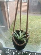 Graslelie stekjes / baby's, Huis en Inrichting, Kamerplanten, Ophalen of Verzenden, Halfschaduw, Minder dan 100 cm